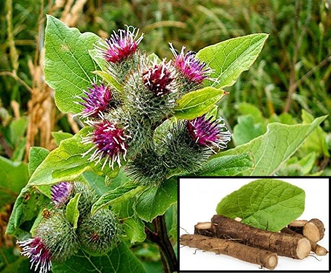Burdock leaves and roots are edible - also known as Gobo in Japan