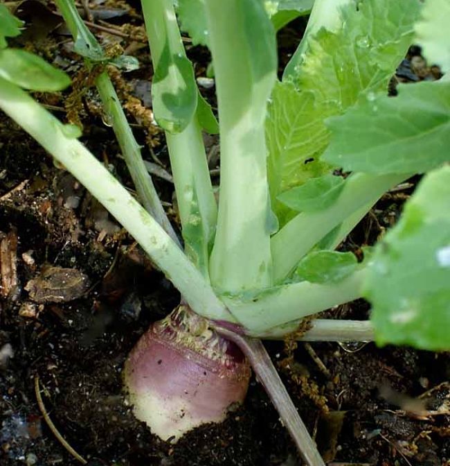 Learn to grow Swedes in your home garden using the Comprehensive Growing Guide, Tips and Tricks.