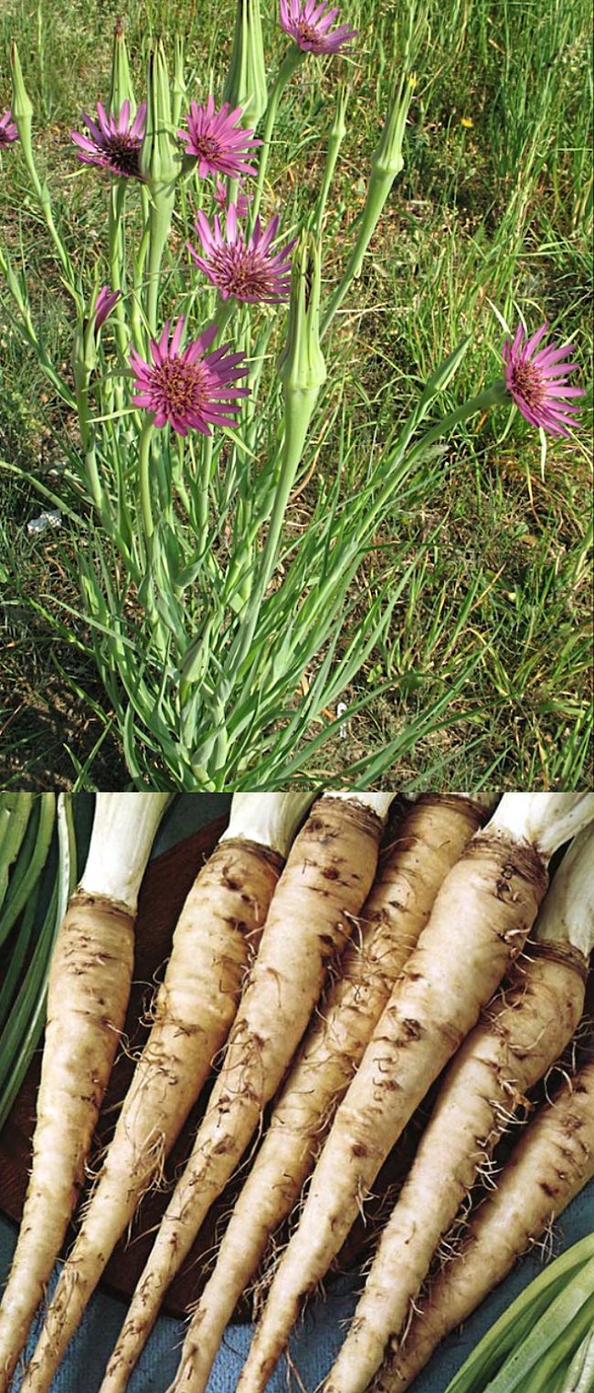 Learn to grow Vegetable Oyster in your home garden to get a reliable and continual yield of delicious, creamy white roots.